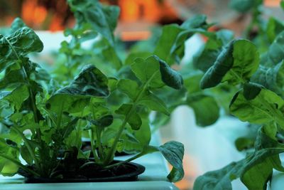 Close-up of plants growing on plant