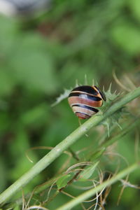 Close-up of butterfly on plant