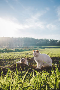 Cat sitting in a field