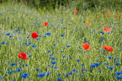 Close-up of poppy flowers in field