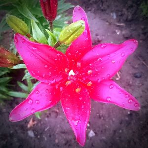 Close-up of pink flowers