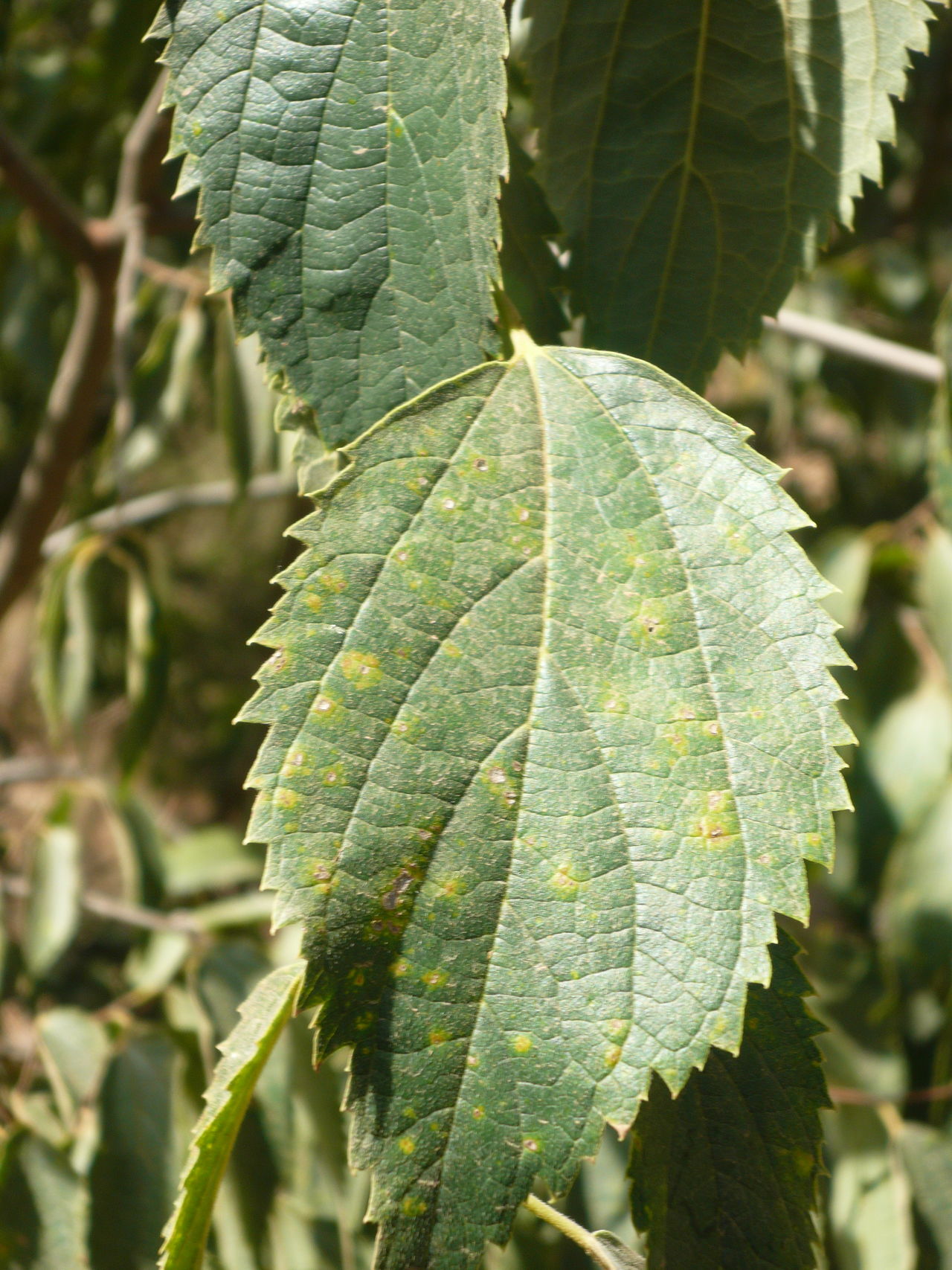 Natural leaf