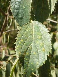 Close-up of fresh green leaf