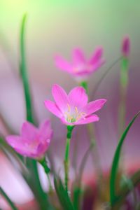 Close-up of pink flowering plant