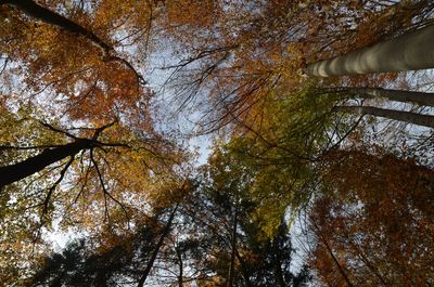 Low angle view of trees in forest during autumn