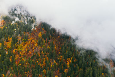 Autumn forest. mountains in thick clouds.