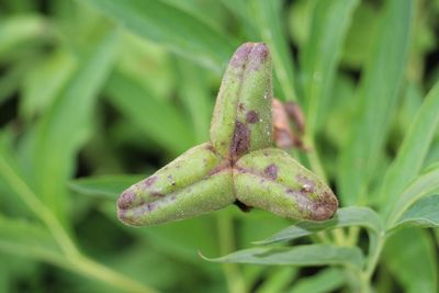 Close-up of plant