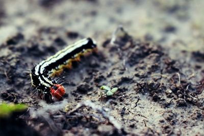 Close-up of insect