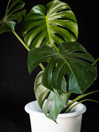 Close-up of potted plant against black background