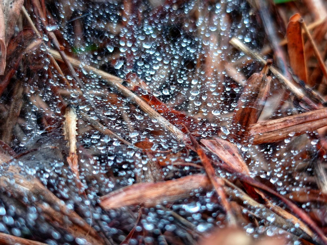 CLOSE-UP OF WET PLANT DURING WINTER