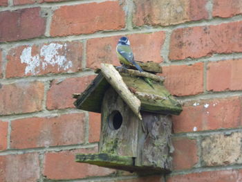 Close-up of birdhouse on brick wall