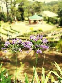 Close-up of purple flowers blooming on field