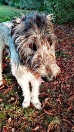 Close-up of an animal on field