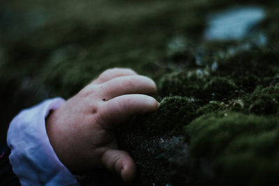 Close-up of person hand holding moss covered rock