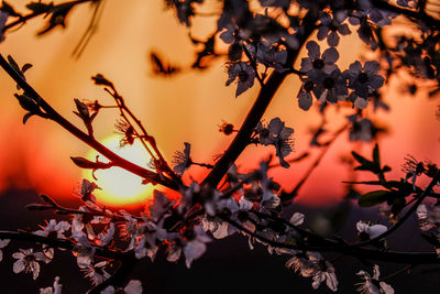 Close-up of silhouette flowering plant against sky during sunset