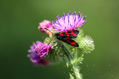 Close-up of butterfly pollinating on pink flower