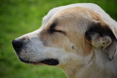 Close-up of dog