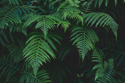 Full frame shot of fern leaves