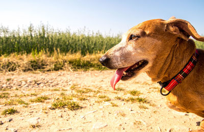 Close-up of a dog looking away