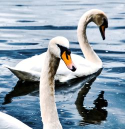 Swan floating on a lake