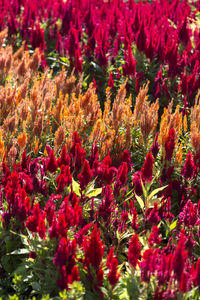 Full frame shot of red flowers