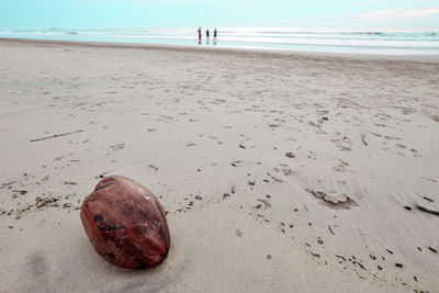 Coconut on sandy beach in malaysia