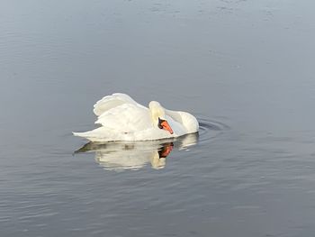 Swan floating in a lake