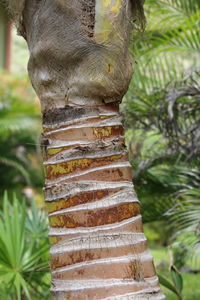 Close-up of tree trunk in forest