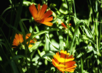 Close-up of orange crocus blooming outdoors