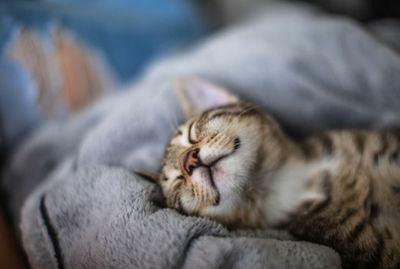 Close-up of cat sleeping