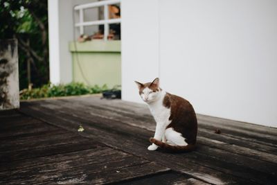 Cat sitting on wooden wall of building