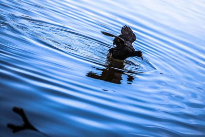 Bird in water