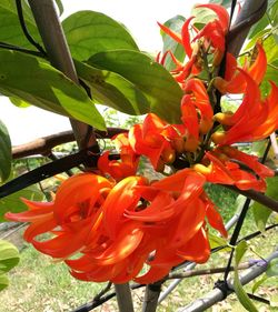 Close-up of orange flowers blooming outdoors