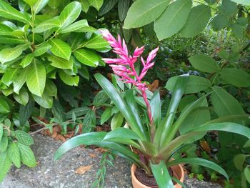 High angle view of pink flowering plant