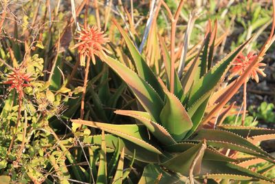 Close-up of plant