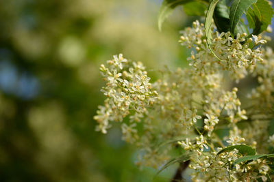 Medicinal ayurvedic azadirachta indica or neem leaves and flowers