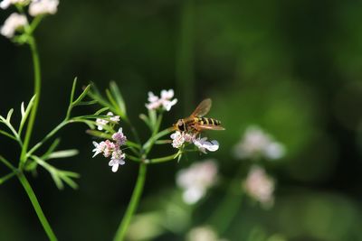 Close-up of bee pollinating on flower