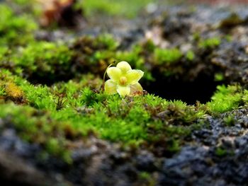 Close-up of yellow flowers