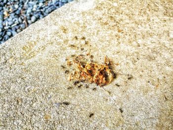 High angle view of lizard on sand at beach