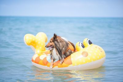 A shetland sheepdog on a rubber boat swimming in sea