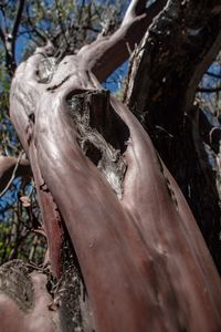 Close-up of tree trunk