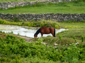 View of a horse on landscape