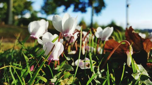 Close-up of white flowers growing on field