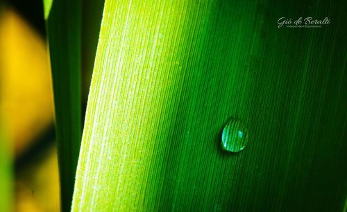 Full frame shot of green leaf