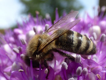 Close-up of bee on purple flower