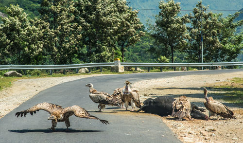 Vultures on road