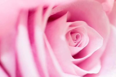 Close-up of pink rose