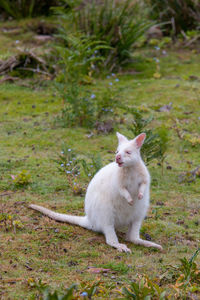 Cute white wallaby in australia