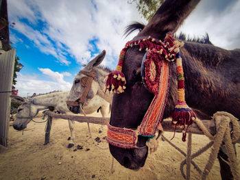 Panoramic view of a horse on the land