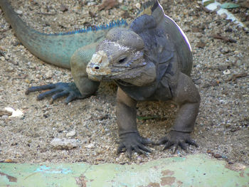 Close-up of lizard on land